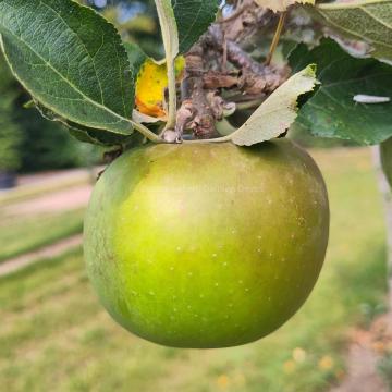 Malus domestica 'Reinette De France'