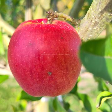 Malus domestica 'Zoete van Ename'