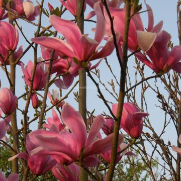 Magnolia 'Galaxy'