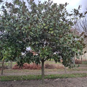 Magnolia grandiflora 'Galissonière'