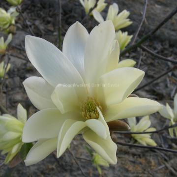Magnolia 'Gold Star'