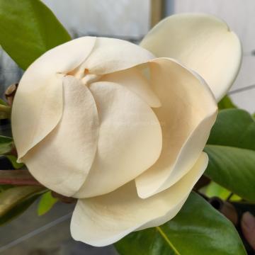 Magnolia grandiflora 'Victoria'