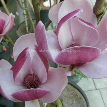 Magnolia 'Joe McDaniel'