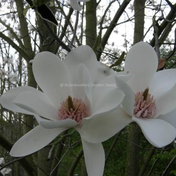 Magnolia 'Joli Pompon' (x)