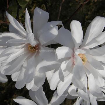 Magnolia loebneri 'Ballerina' (x)