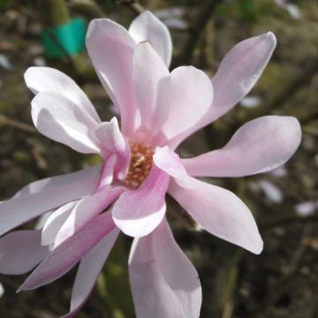 Magnolia loebneri 'Raspberry Fun'