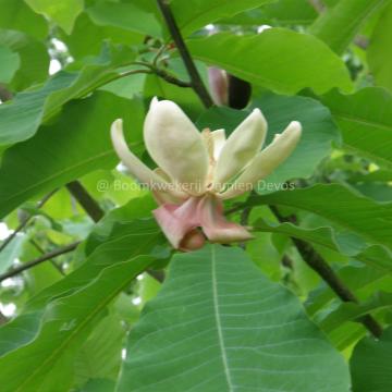 Magnolia obovata  (M. hypoleuca )
