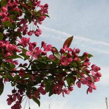 Malus 'Prairiefire'