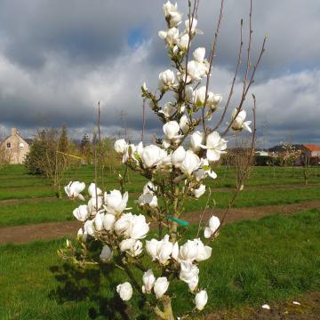 Magnolia 'Picture White'
