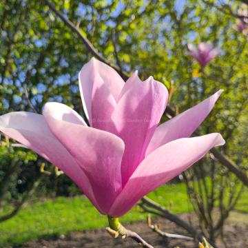 Magnolia 'Raspberry Ice'