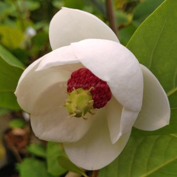 Magnolia sieboldii 'Colossus'