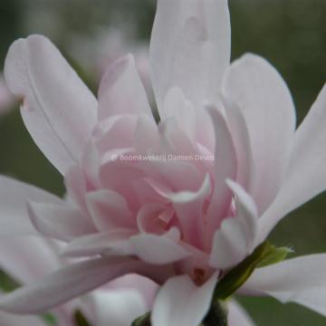 Magnolia stellata 'Jane Platt'