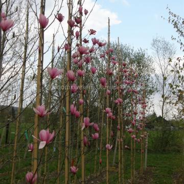Magnolia 'Spectrum'
