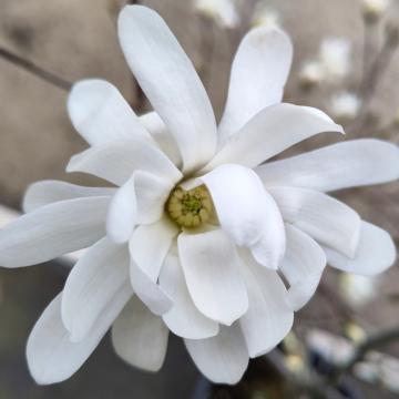 Magnolia stellata
