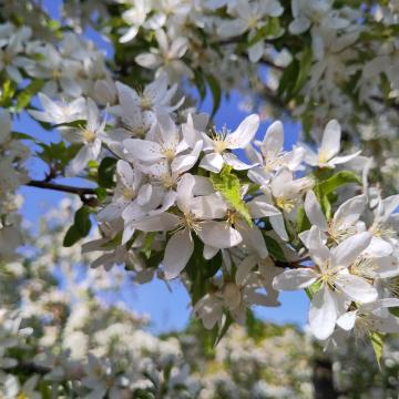 Malus toringo 'Brouwers Beauty'