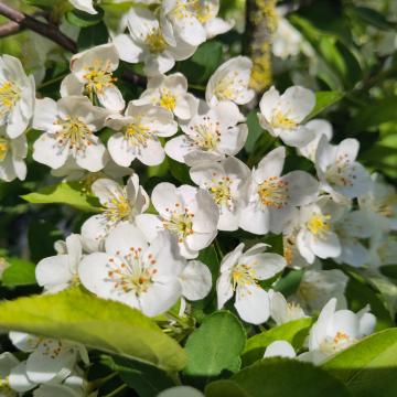 Malus toringo var sargentii