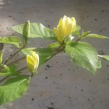 Magnolia 'Yellow Bird'