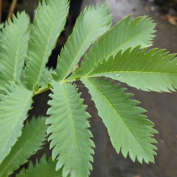Melianthus major