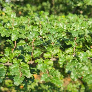 Nothofagus antartica