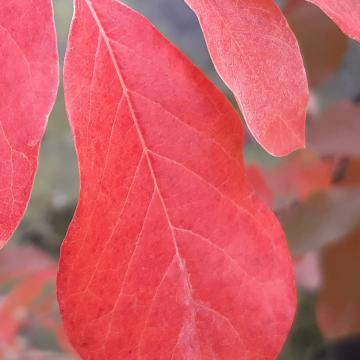 Nyssa sylvatica 'Red Vain'