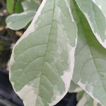 Nyssa sylvatica 'Sheri's Cloud'