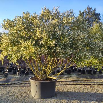 Osmanthus burkwoodii (x)