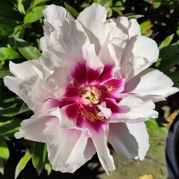 Paeonia 'Cora Louise' (Itoh)