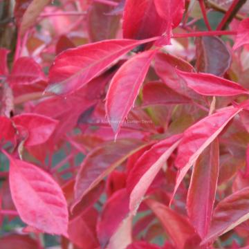 Parthenocissus henryana