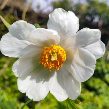 Paeonia lactiflora' Early Windflower'