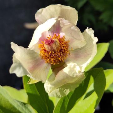 Paeonia mlokosewitschii