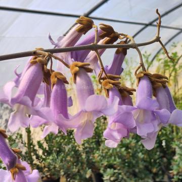Paulownia tomentosa