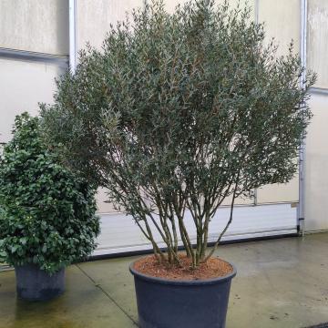 Phillyrea angustifolia