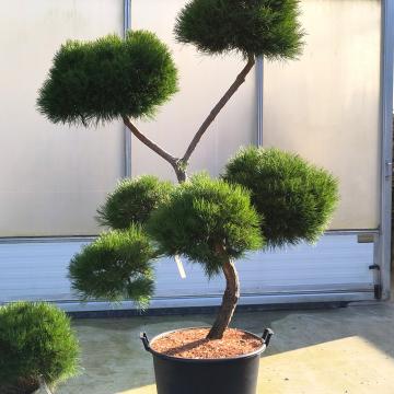 Pinus nigra 'Marie Brégeon' ®