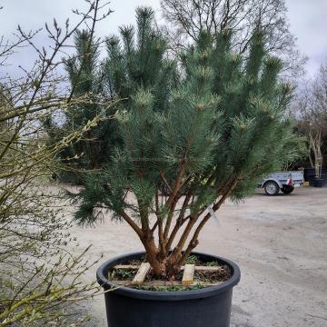 Pinus sylvestris 'Watereri'