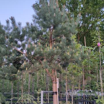 Pinus sylvestris