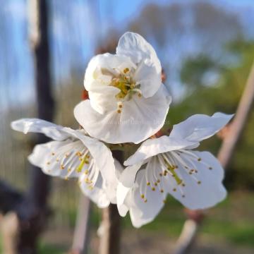 Prunus avium 'Regina'
