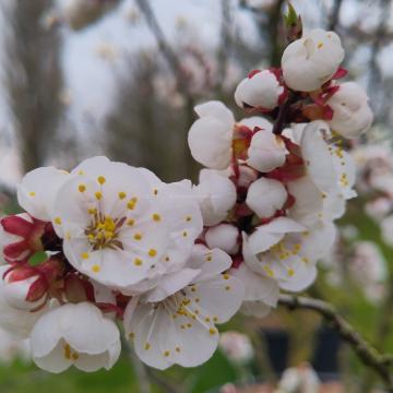 Prunus armeniaca 'Tros Oranje'