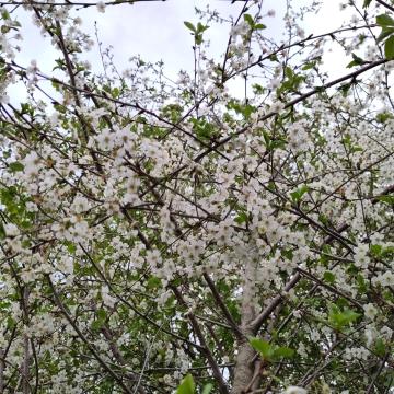 Prunus cerasus 'Griotte de Schaarbeek'