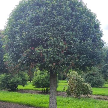 Prunus lusitanica 'Angustifolia'