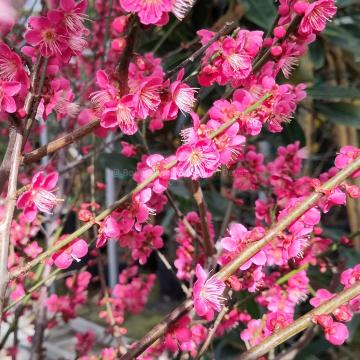 Prunus mume 'Beni-chi-dori'