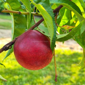 Prunus persica nucipersica 'Madame Blanchet'