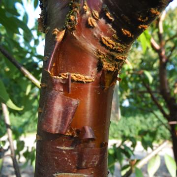 Prunus serrula 'Branklyn'