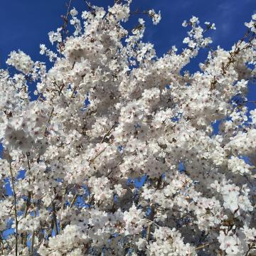 Prunus 'The Bride'