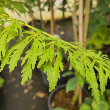 Pterocarya stenoptera 'Fern Leaf'