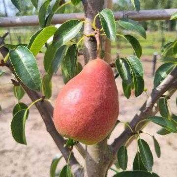 Pyrus communis 'Bonne Louise d'Avranches'