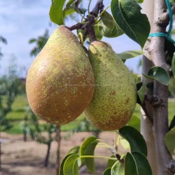 Pyrus communis 'Comtesse de Paris'