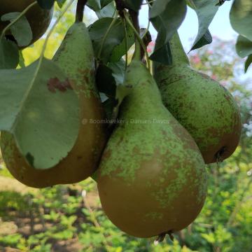 Pyrus communis 'Conference'