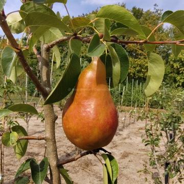 Pyrus communis 'Durondeau de Tongre'
