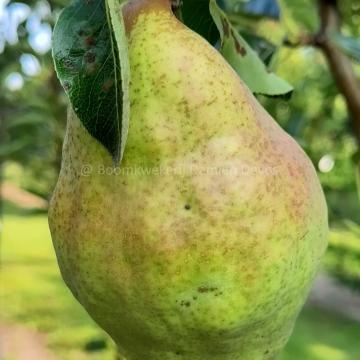 Pyrus communis 'Gute Graue'