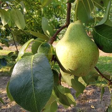 Pyrus communis 'Saint Mathieu'